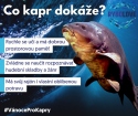 potapeni