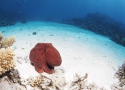 chobotnice potapeni buddy